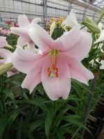 [5145 Mitsuyo 18 ST No02.JPG]